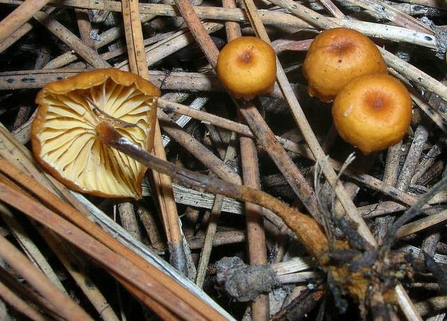 Xeromphalina cauticinalis   (Fr.)  Kühner & Maire